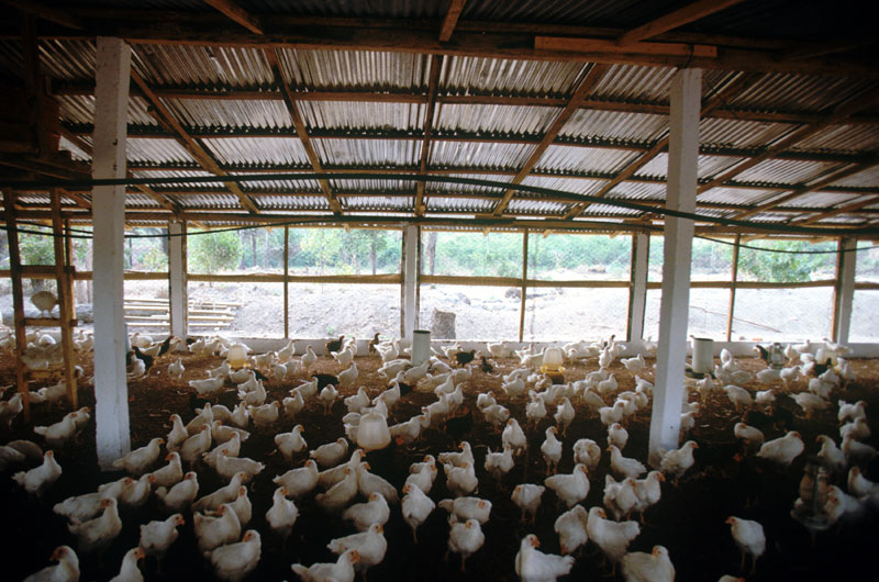 Kahere Poultry Farming School - AKDN