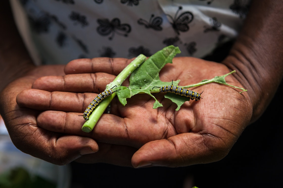 In 2003, the Serena Beach Resort & Spa in Mombasa established a Butterfly Conservation Sanctuary at its premises. To date, nearly 70 species have been bred and more than 250,000 butterflies have been released. AKDN / Lucas Cuervo Moura