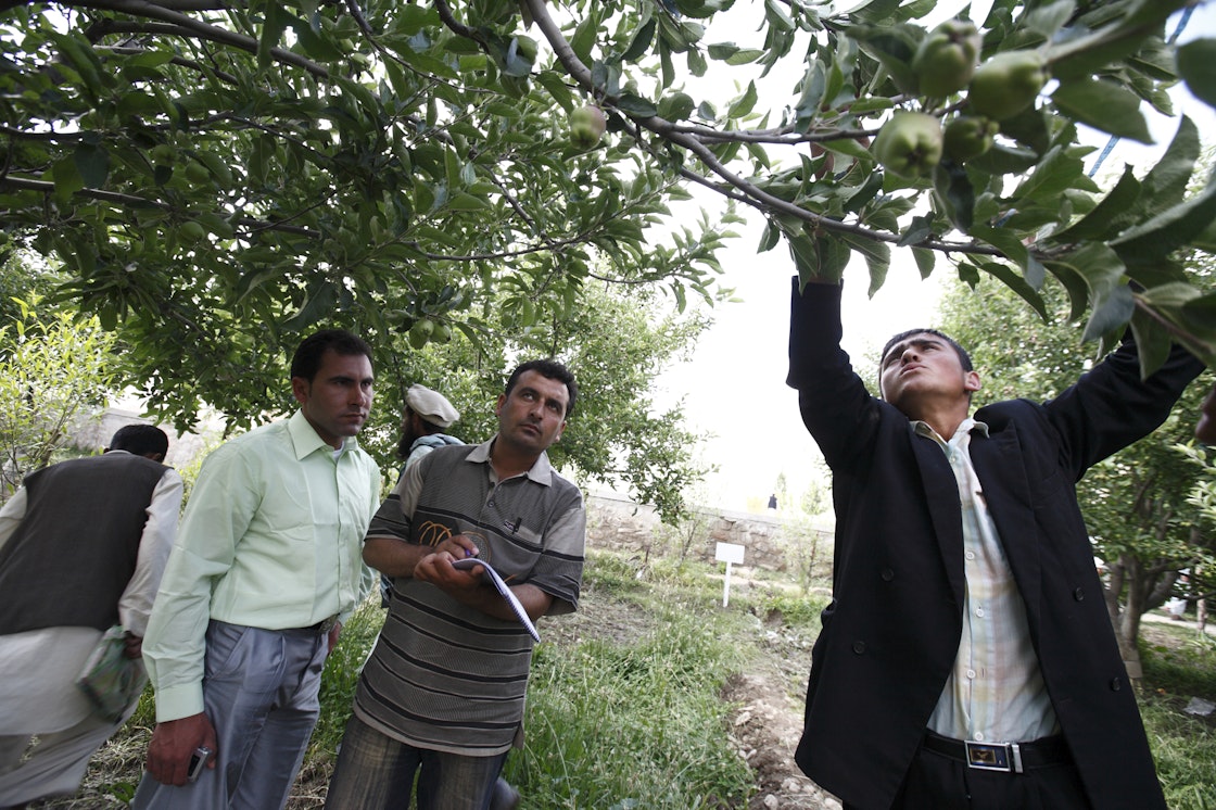 The Farmer Field School in a demonstration orchard in Baharak, Afghanistan. AKF is working with farmers to increase the number of orchards and improve the quality of produce. Demonstration orchards, along with a network of community and commercial nurseries are helping to revitalise the once vibrant horticultural sector.  AKDN / Sandra Calligaro 
