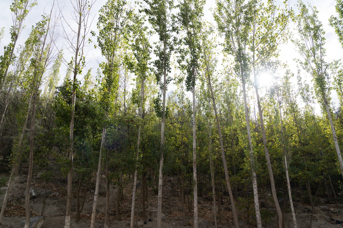Reforestation project supported by AKRSP in Hunza, Pakistan. Planting of poplar trees after irrigation channels were built transform the desert landscape. AKDN / Christopher Wilton-Steer