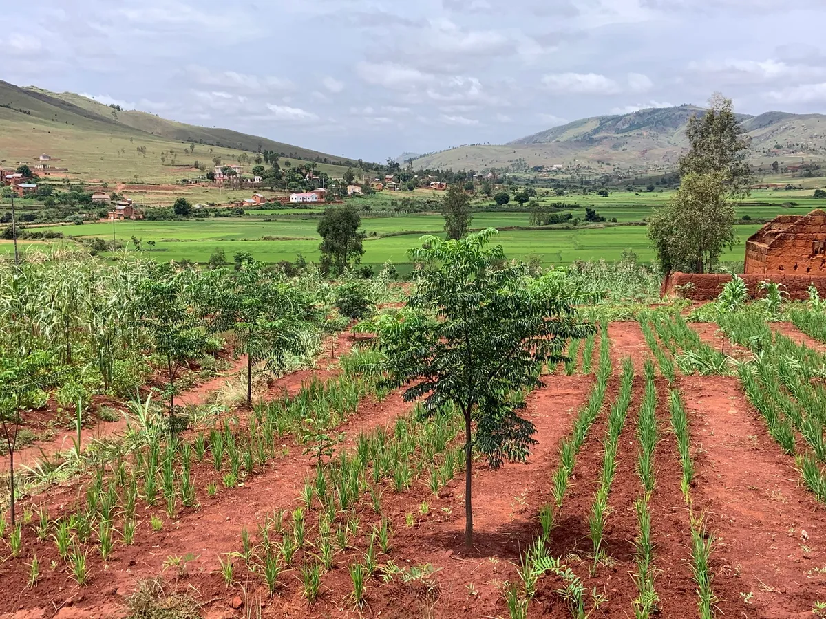 SPEEDRICE: Effortless rice permaculture in Madagascar - AKDN