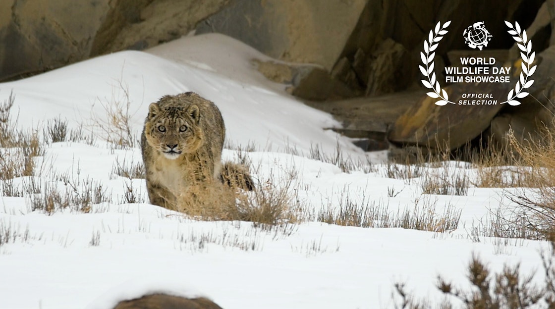 The film Snow Shadows, Snow Leopards has been selected for the 2023 World Wildlife Day Film Showcase: Conservation Heroes - Partnerships for Wildlife Conservation.