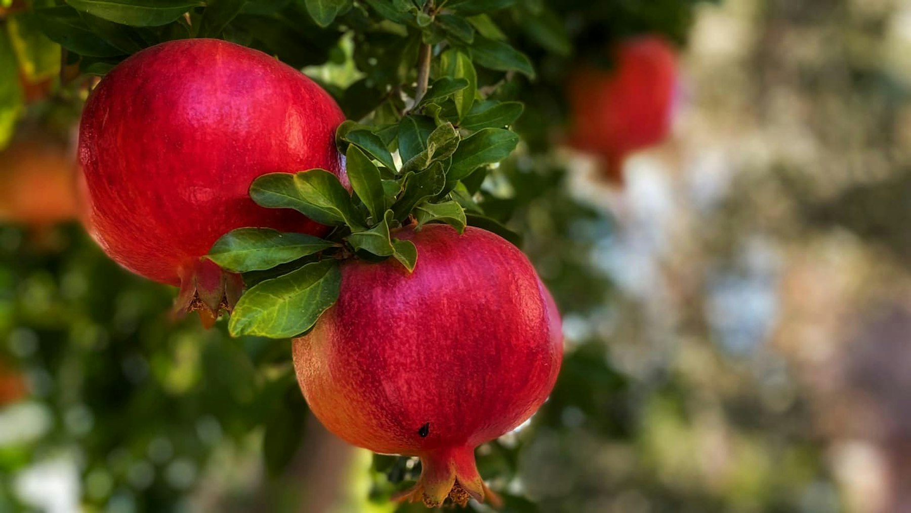 Proper storage saves tons of pomegranate fruit from spoilage, providing farmers with additional income and a good source of nutrients for their families.