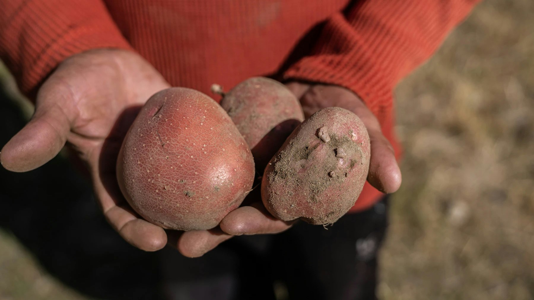 With training on seed selection, production practices and post-harvest handling and storage, potato farmers are improving their yields and their income.