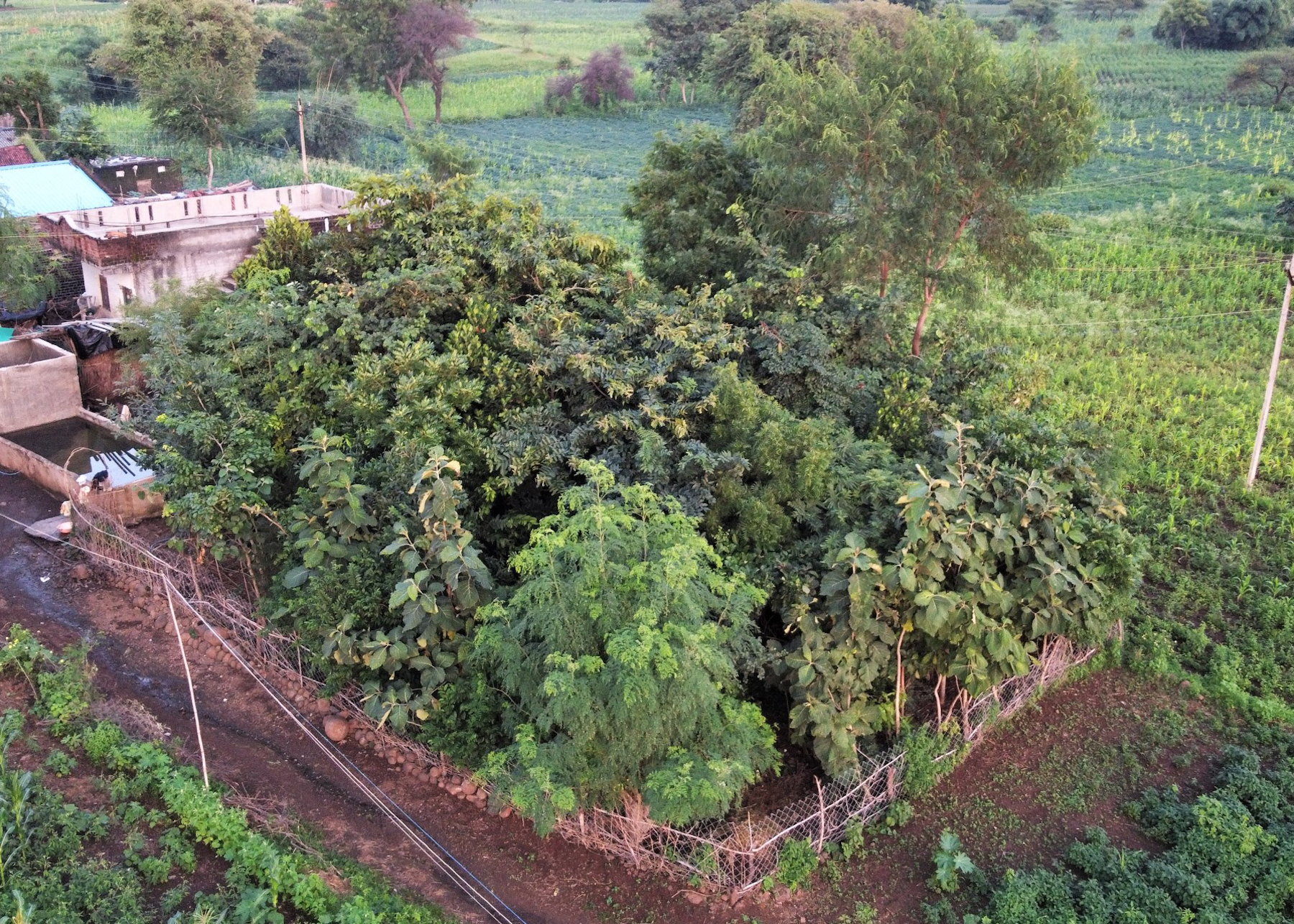 Aerial view of a micro-forest in Madhya Pradesh, India.