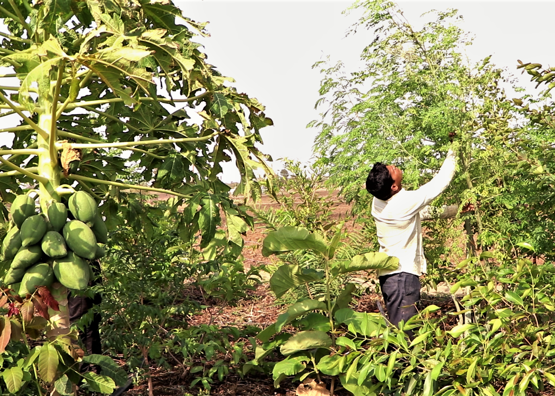 Communities eat and sell the fruits that grow in their micro-forests.